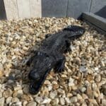 Crocodiles en Résine - Ozaé Graviers Déco