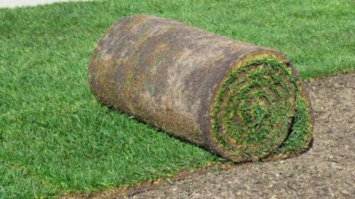 Gazon en rouleau naturel ou gazon de placage