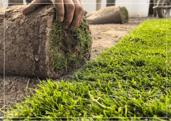 Pelouse verte et dense fraîchement posée avec des rouleaux de gazon de placage.